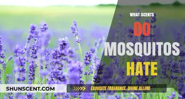 Natural Mosquito Repellents: Scents That Keep Pesky Bugs at Bay