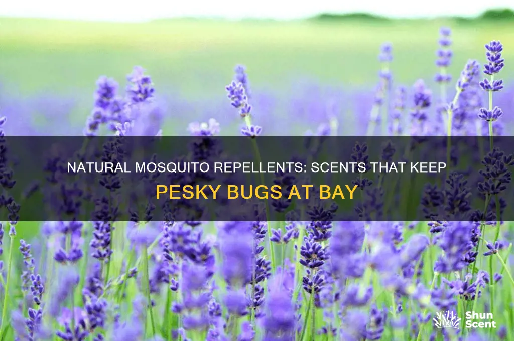 what scents do mosquitos hate