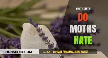Moth-Repelling Aromas: Scents That Keep Moths at Bay Naturally