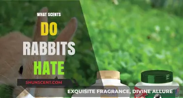 Unpleasant Aromas: Scents That Repel Rabbits and Keep Them Away