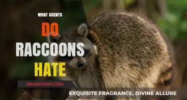 Repel Raccoons Naturally: Scents They Hate and How to Use Them