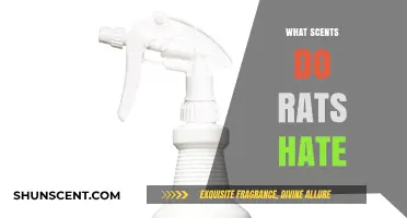 Unwanted Rodents? Discover Scents Rats Despise to Keep Them Away