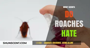 Effective Roach Repellents: Scents That Drive Cockroaches Away Fast