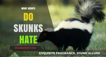 Effective Skunk Deterrents: Scents That Keep Skunks Away Naturally