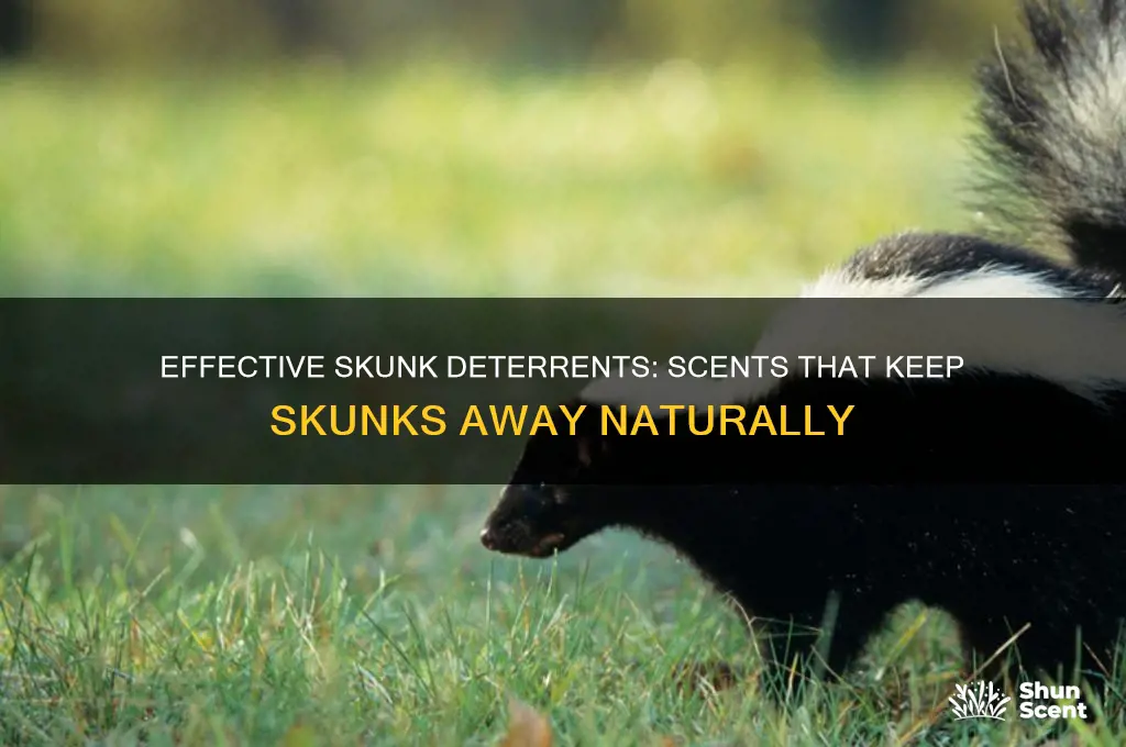 what scents do skunks hate