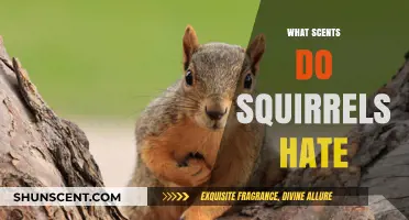 Squirrel-Proof Your Space: Scents That Drive Squirrels Away Fast