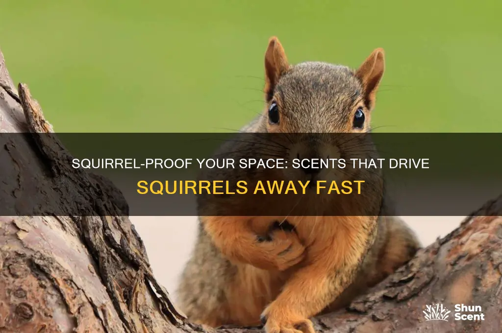 what scents do squirrels hate