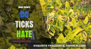 Natural Tick Repellents: Scents That Keep Ticks Away Effectively