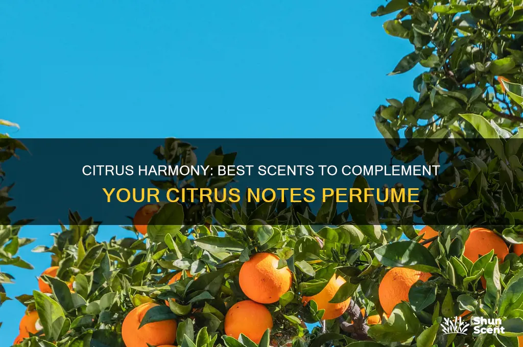 what scents go well with citrus notes perfume