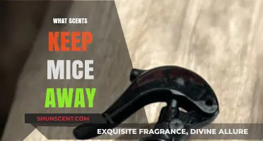 Effective Aromas: Scents That Repel Mice and Protect Your Home