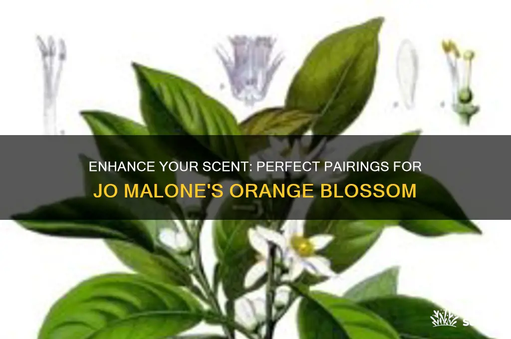 what scents pair well with jo malone
