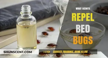 Effective Scents to Repel Bed Bugs: Natural Remedies and Solutions
