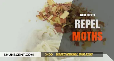 Effective Natural Scents to Keep Moths Away from Your Home
