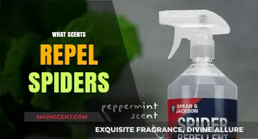 Natural Spider Repellents: Scents That Keep Spiders at Bay