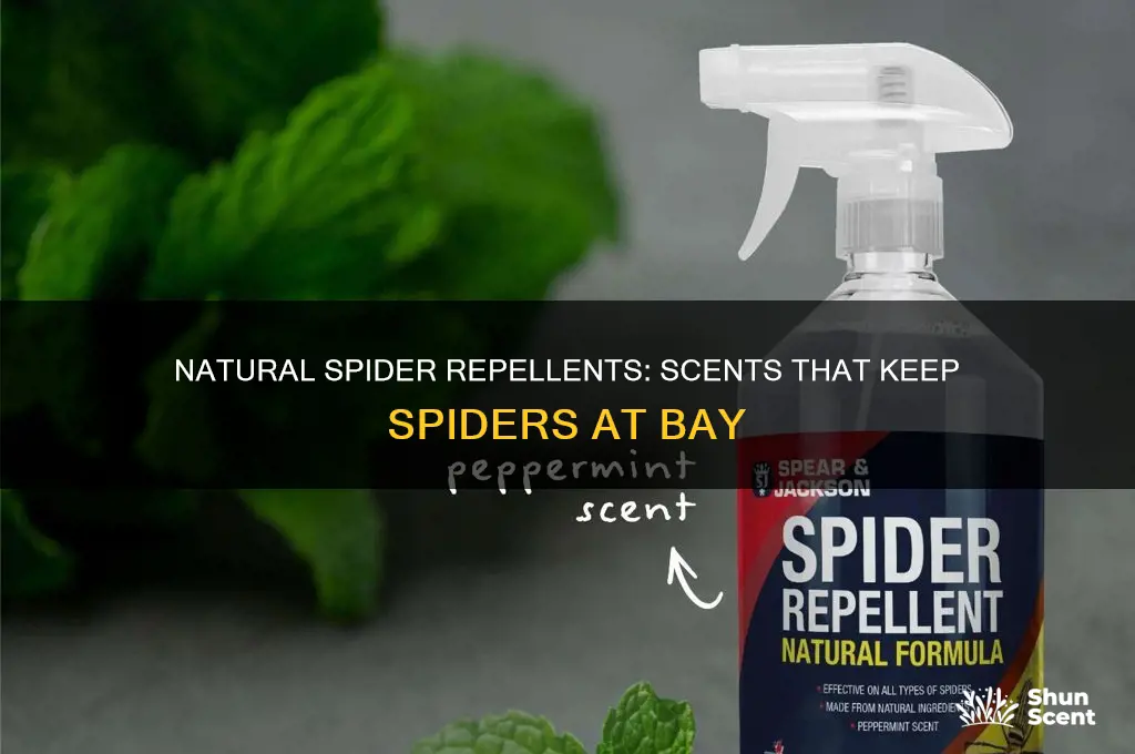 what scents repel spiders