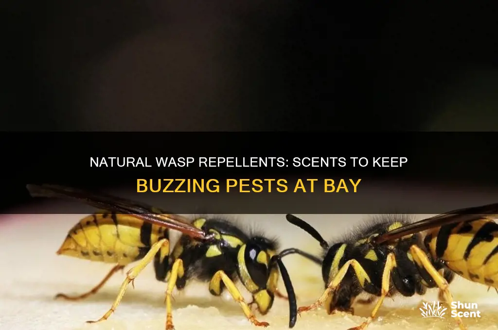 what scents repel wasps