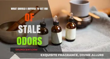 Freshen Up Your Space: The Best Essential Oils to Diffuse for Stale Odors