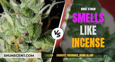 Incense-Like Cannabis Strains: A Spiritual Aromatic Experience