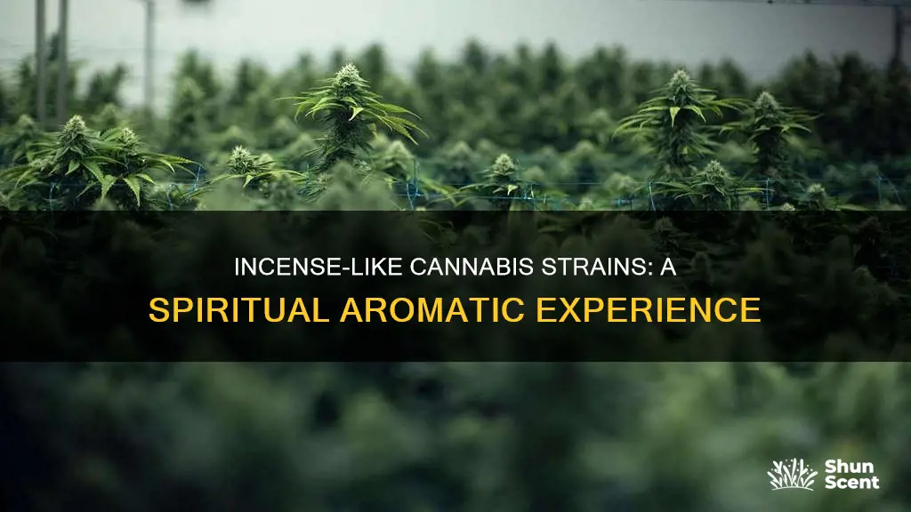 what strain smells like incense