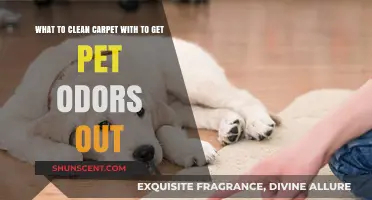 Effective Solutions for Removing Pet Odors from Carpets