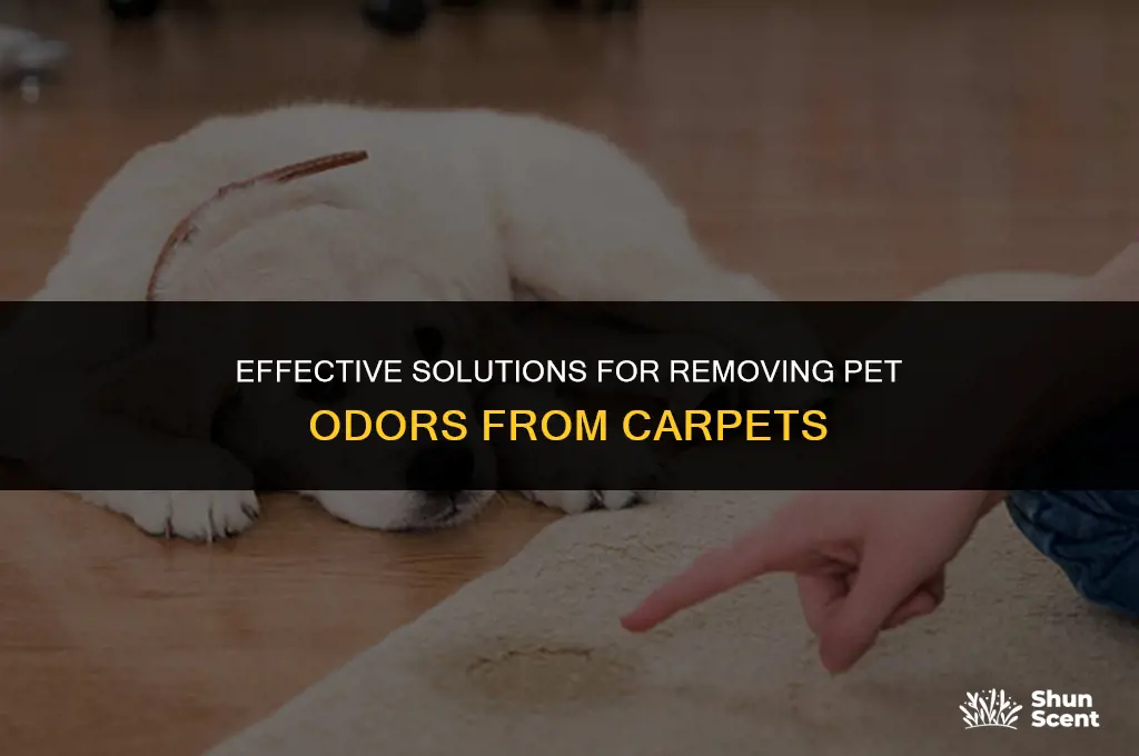 what to clean carpet with to get pet odors out