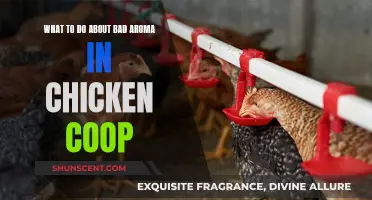 Eliminating Bad Aroma in Chicken Coops: A Quick Guide