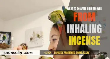 Caring for Your Bird Post-Incense Inhalation: A Guide