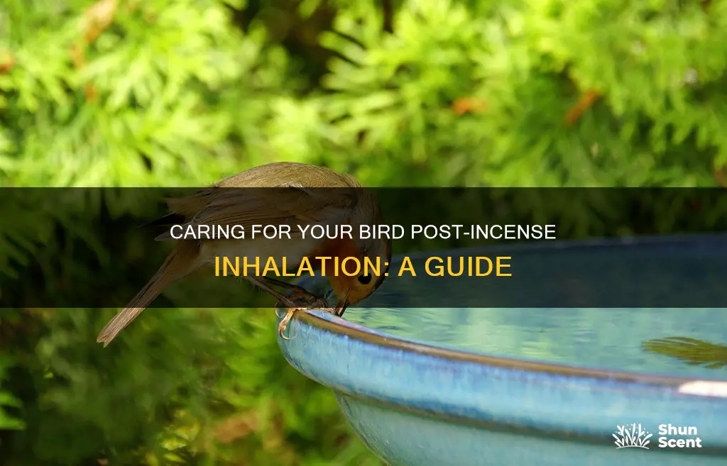 what to do after bird recover from inhaling incense
