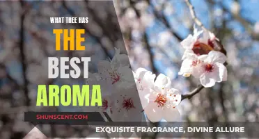 The Sweetest Scents: Discover Aromatic Trees and Their Fragrances