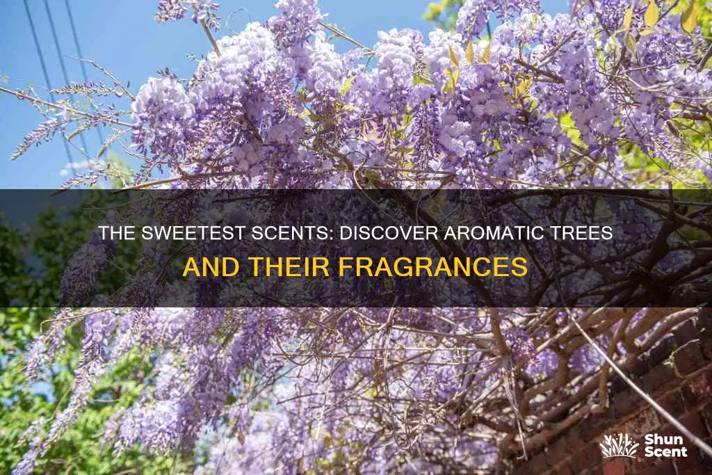 what tree has the best aroma