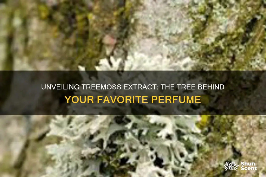 what tree is treemoss extract in perfume