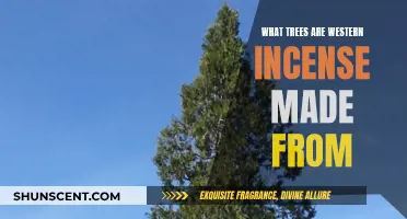 Incense Trees of the West: Exploring Aromatic Species