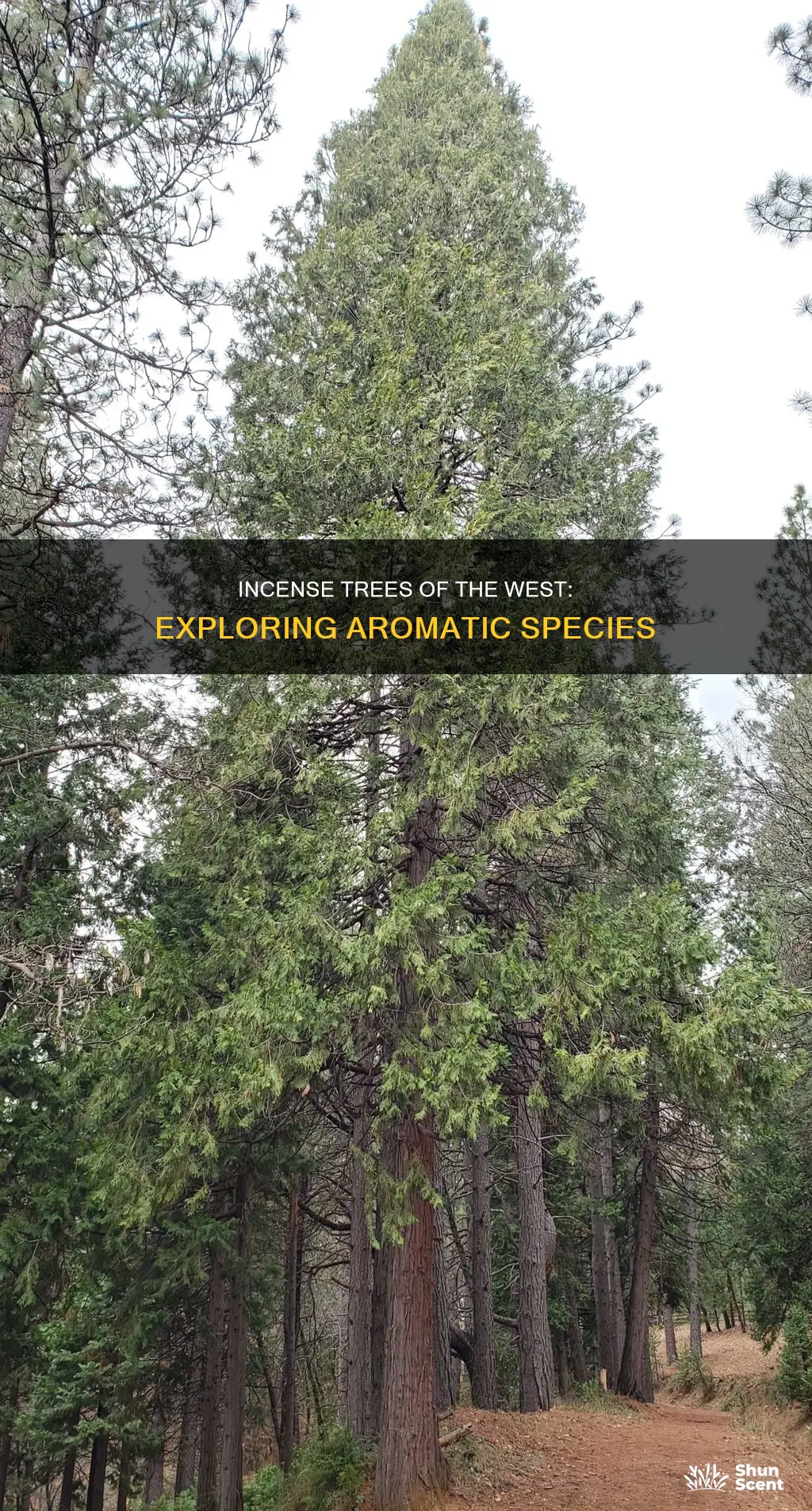 what trees are western incense made from
