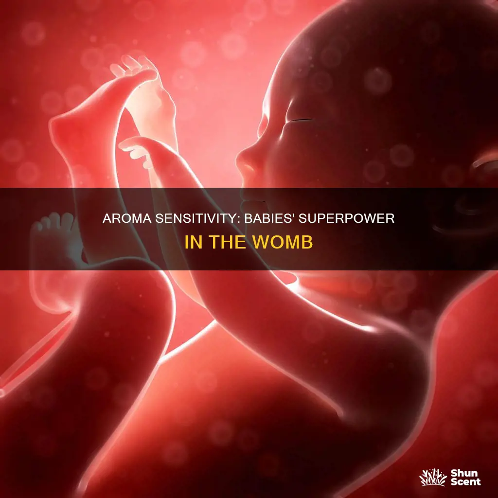 what trimester can babies sense aroma in the womb