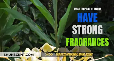 Fragrant Tropical Flowers: Nature's Strong Scents