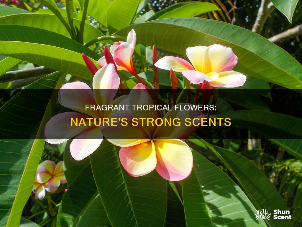 what tropical flowers have strong fragrances