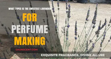 Discover the Sweetest Lavender Varieties for Crafting Exquisite Perfumes