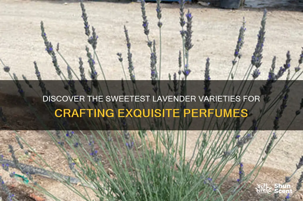 what types is the sweetest lavender for perfume making