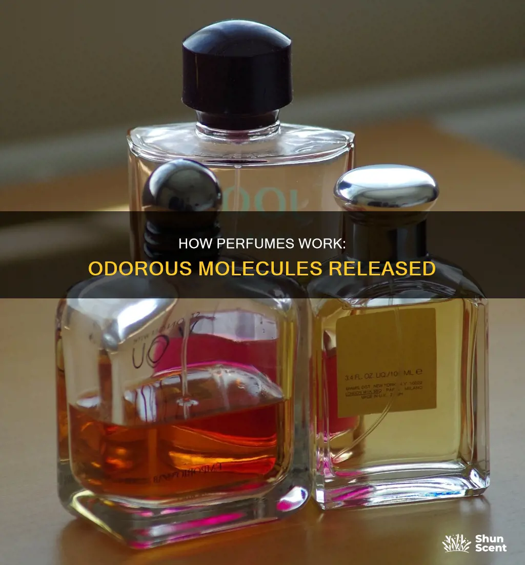when a bottle of perfume is opened odorous molecules
