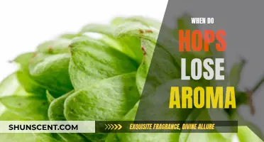 Hops Aroma: How Long Does It Last?