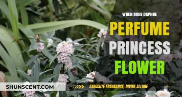 When Daphne Perfume Princess Flowers Bloom: A Complete Guide