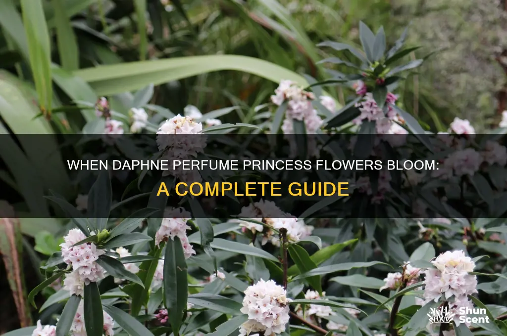 when does daphne perfume princess flower