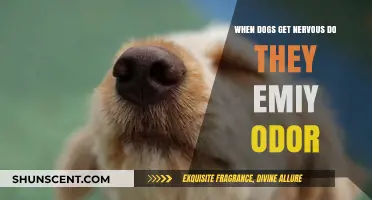 Canine Anxiety: Do Nervous Dogs Emit a Specific Odor?