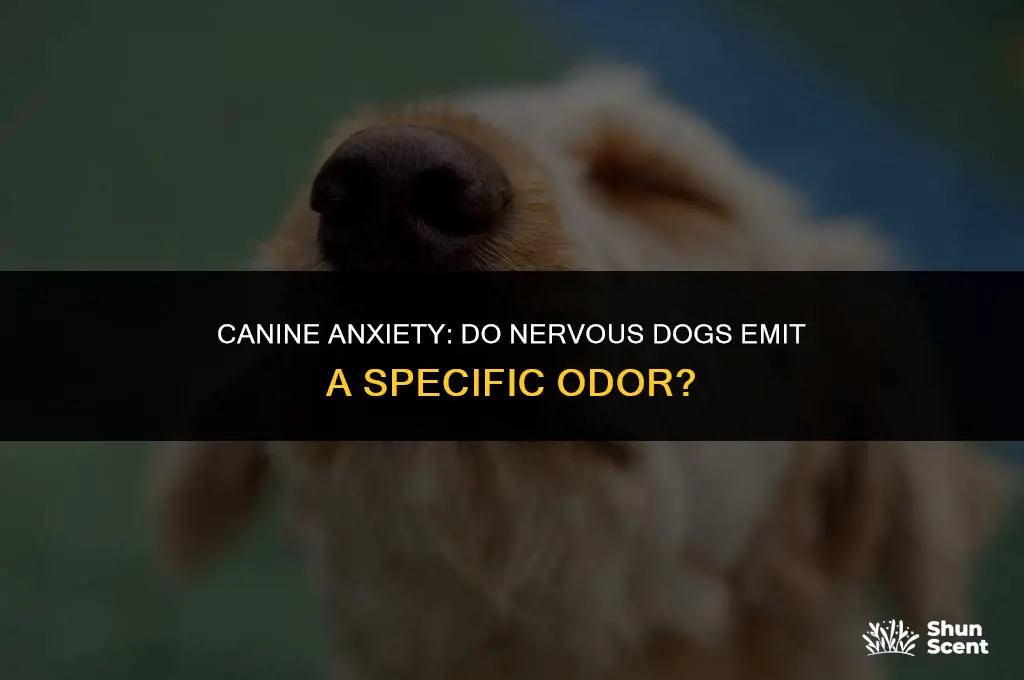 when dogs get nervous do they emiy odor