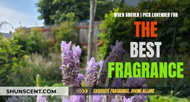 Best Time to Pick Lavender for Fragrance