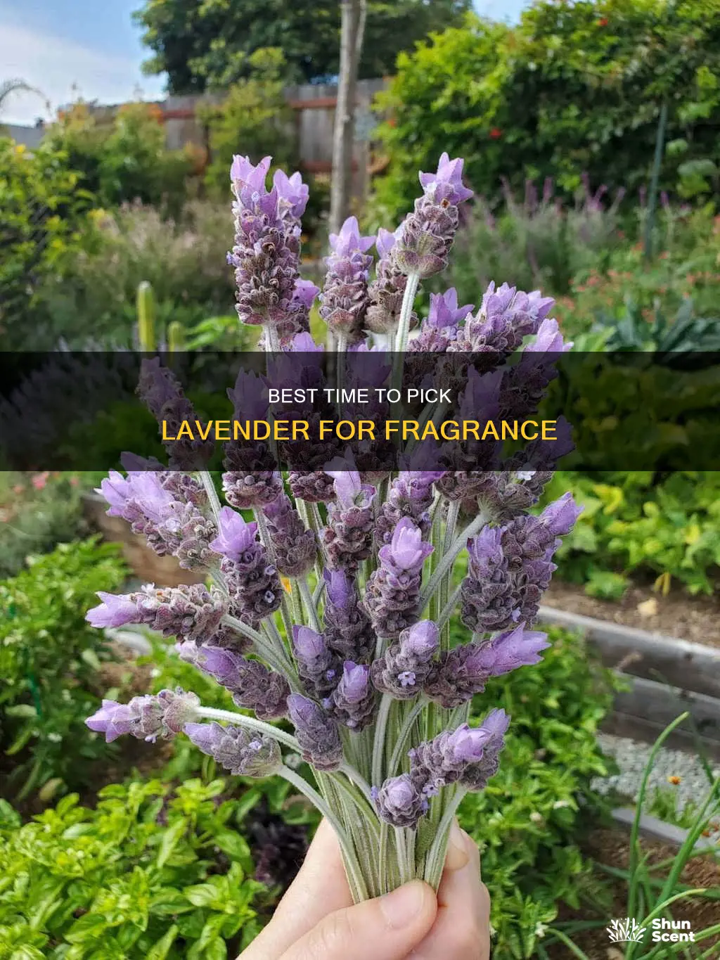 when should i pick lavender for the best fragrance