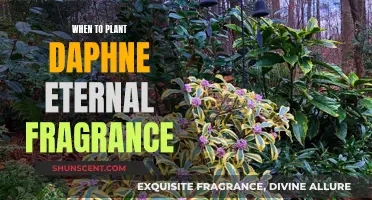Planting Daphne Eternal Fragrance: Best Time and Tips