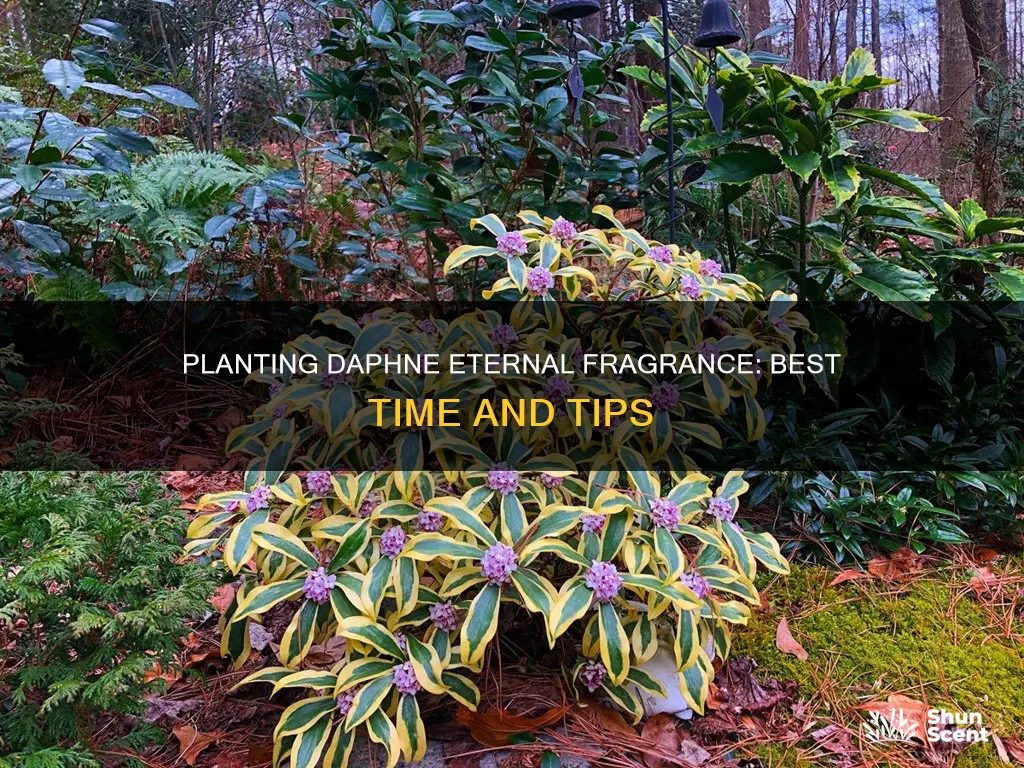 when to plant daphne eternal fragrance