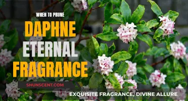 Pruning Daphne 'Eternal Fragrance' for Optimal Growth and Fragrance