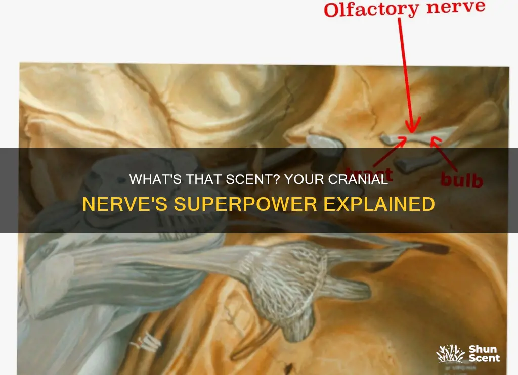 when you smell perfume which cranial nerve detects odor